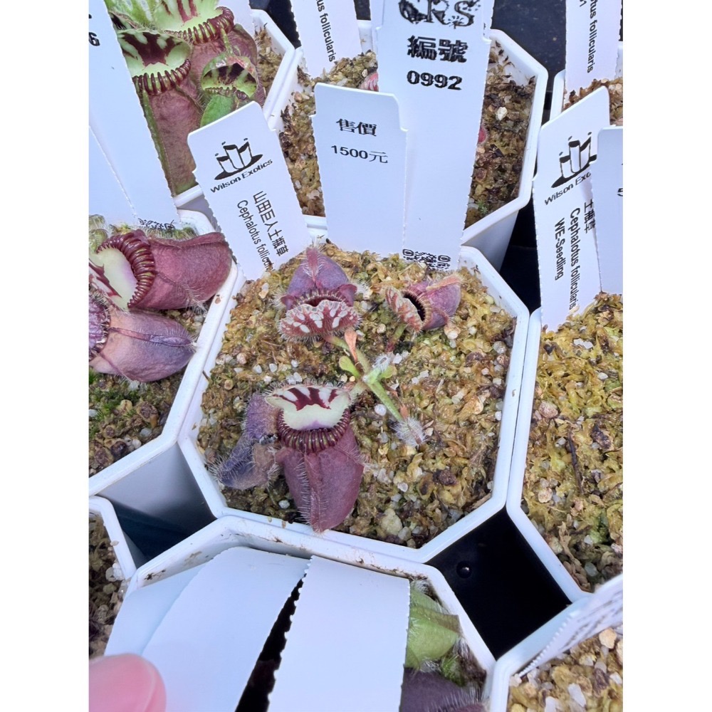 土瓶草綜合賣場 含盆寄 Cephalotus 德國巨人 捷克巨人 大男孩 山田巨人 馬丁斯德科爾黑 食蟲植物 珍奇植物-規格圖6
