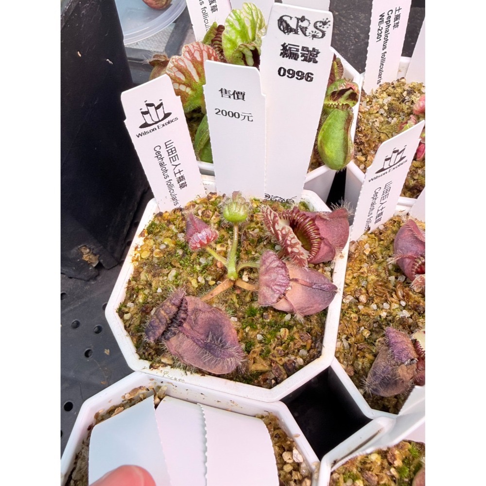 土瓶草綜合賣場 含盆寄 Cephalotus 德國巨人 捷克巨人 大男孩 山田巨人 馬丁斯德科爾黑 食蟲植物 珍奇植物-規格圖6