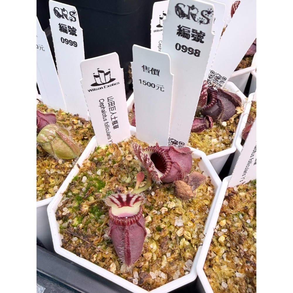 土瓶草綜合賣場 含盆寄 Cephalotus 德國巨人 捷克巨人 大男孩 山田巨人 馬丁斯德科爾黑 食蟲植物 珍奇植物-規格圖6