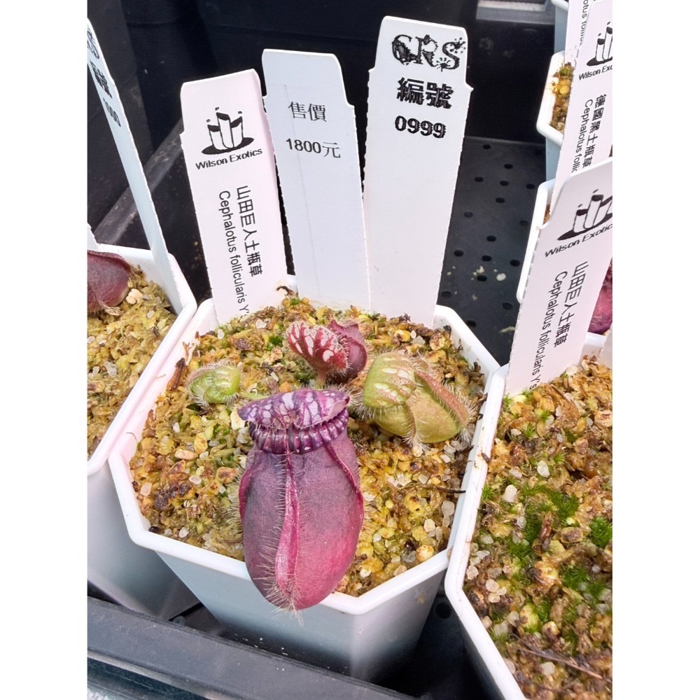 土瓶草綜合賣場 含盆寄 Cephalotus 德國巨人 捷克巨人 大男孩 山田巨人 馬丁斯德科爾黑 食蟲植物 珍奇植物-規格圖6