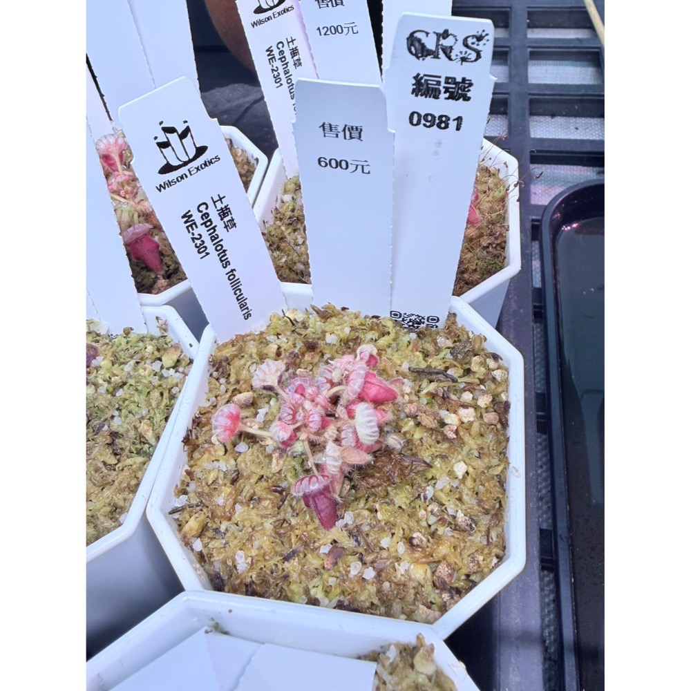土瓶草綜合賣場 含盆寄 Cephalotus 德國巨人 捷克巨人 大男孩 山田巨人 馬丁斯德科爾黑 食蟲植物 珍奇植物-規格圖6