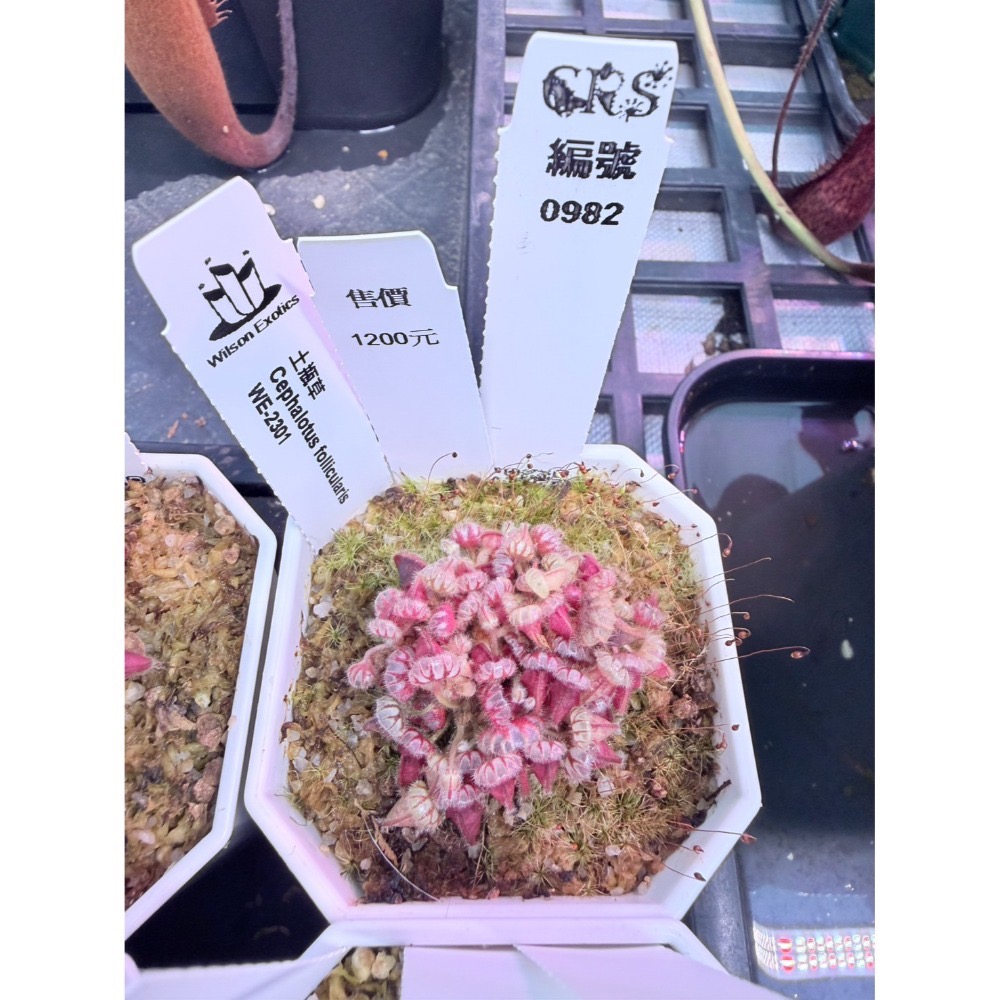 土瓶草綜合賣場 含盆寄 Cephalotus 德國巨人 捷克巨人 大男孩 山田巨人 馬丁斯德科爾黑 食蟲植物 珍奇植物-規格圖6