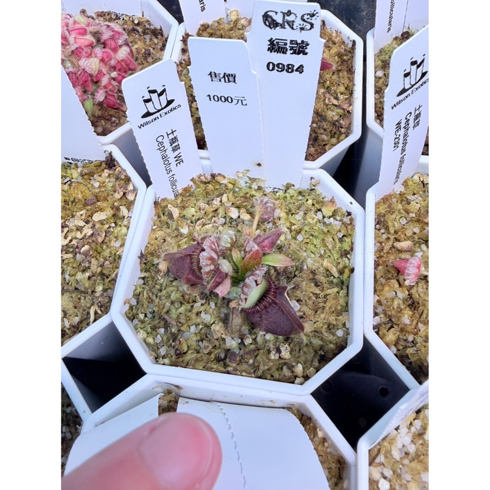 土瓶草綜合賣場 含盆寄 Cephalotus 德國巨人 捷克巨人 大男孩 山田巨人 馬丁斯德科爾黑 食蟲植物 珍奇植物-規格圖6