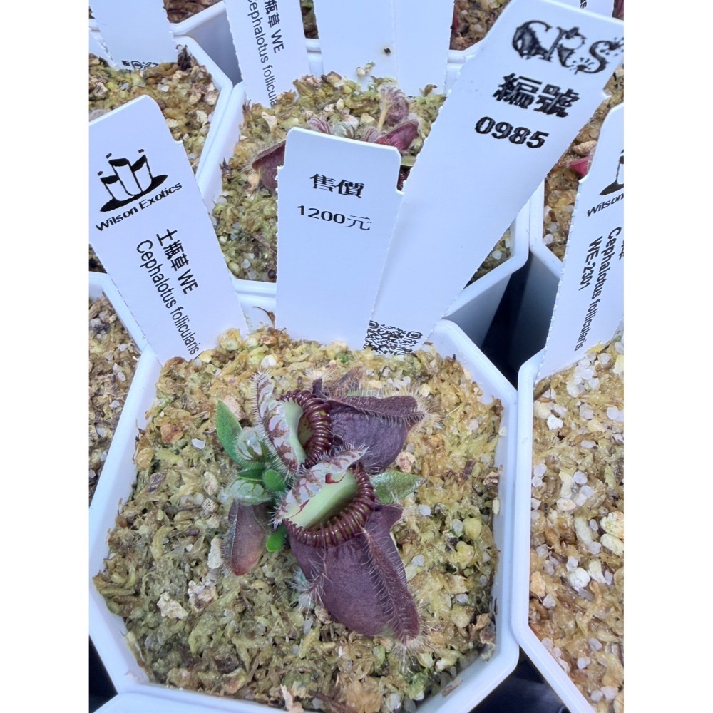 土瓶草綜合賣場 含盆寄 Cephalotus 德國巨人 捷克巨人 大男孩 山田巨人 馬丁斯德科爾黑 食蟲植物 珍奇植物-規格圖6