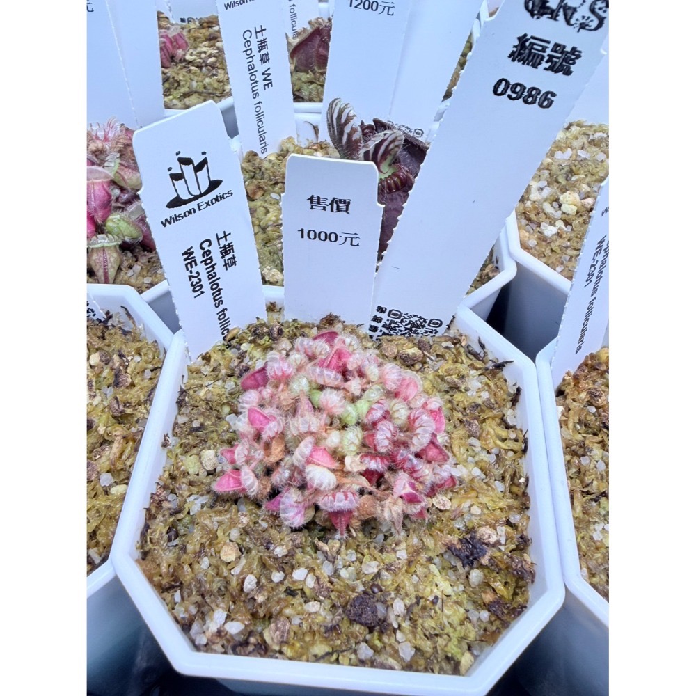 土瓶草綜合賣場 含盆寄 Cephalotus 德國巨人 捷克巨人 大男孩 山田巨人 馬丁斯德科爾黑 食蟲植物 珍奇植物-規格圖6