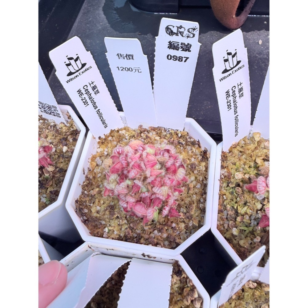土瓶草綜合賣場 含盆寄 Cephalotus 德國巨人 捷克巨人 大男孩 山田巨人 馬丁斯德科爾黑 食蟲植物 珍奇植物-規格圖6