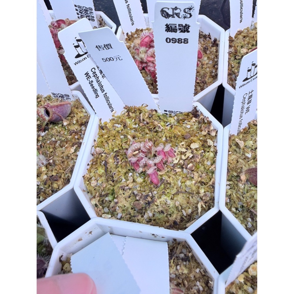土瓶草綜合賣場 含盆寄 Cephalotus 德國巨人 捷克巨人 大男孩 山田巨人 馬丁斯德科爾黑 食蟲植物 珍奇植物-規格圖6