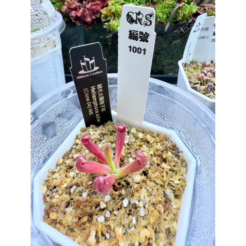 太陽瓶子草綜合賣場 含盆寄出 無附 似瓶 小太陽 美麗 披毛 太陽瓶子草 食蟲草 捕蟲植物 珍奇植物-規格圖4