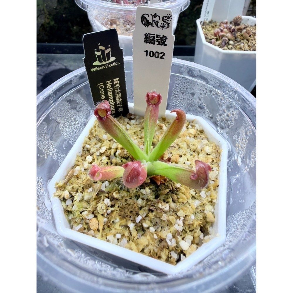 太陽瓶子草綜合賣場 含盆寄出 無附 似瓶 小太陽 美麗 披毛 太陽瓶子草 食蟲草 捕蟲植物 珍奇植物-規格圖4