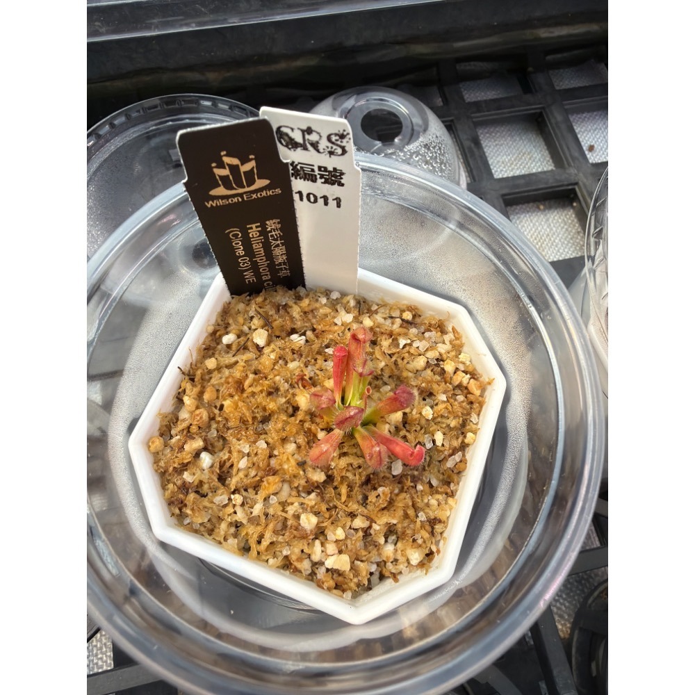 太陽瓶子草綜合賣場 含盆寄出 無附 似瓶 小太陽 美麗 披毛 太陽瓶子草 食蟲草 捕蟲植物 珍奇植物-規格圖4