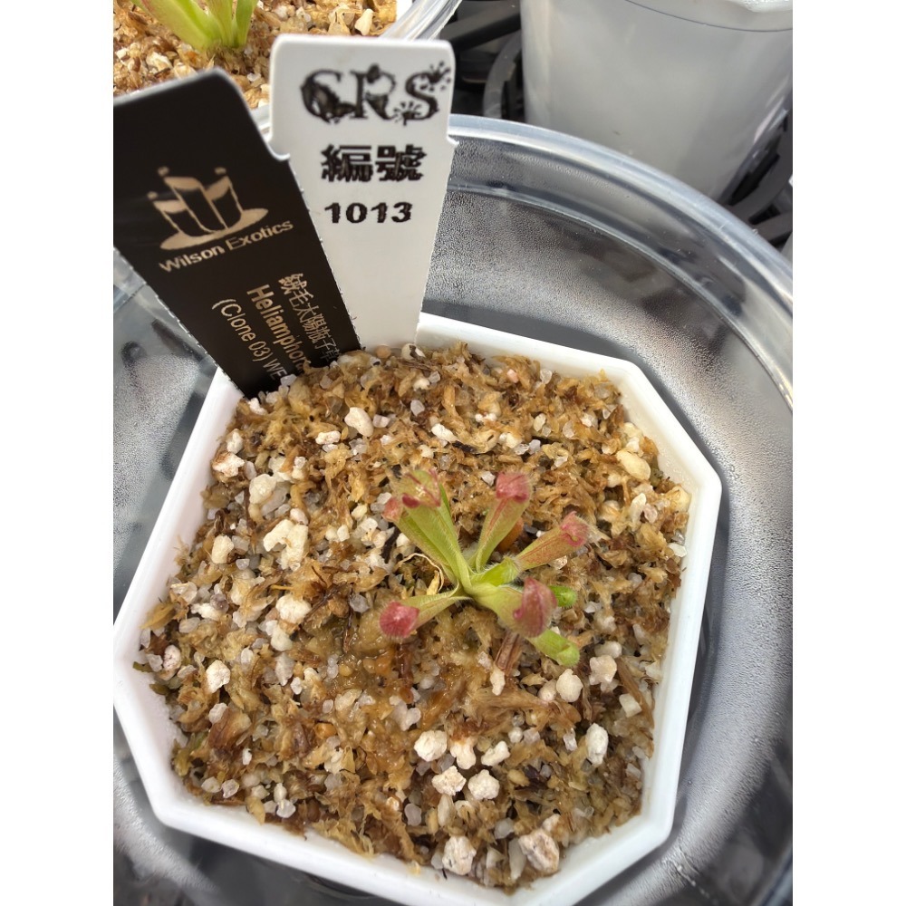 太陽瓶子草綜合賣場 含盆寄出 無附 似瓶 小太陽 美麗 披毛 太陽瓶子草 食蟲草 捕蟲植物 珍奇植物-規格圖4