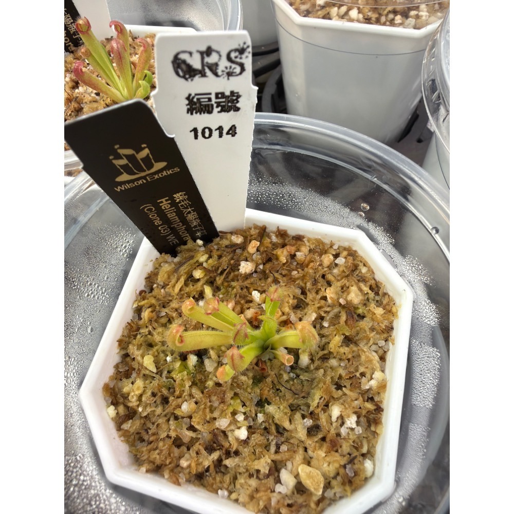 太陽瓶子草綜合賣場 含盆寄出 無附 似瓶 小太陽 美麗 披毛 太陽瓶子草 食蟲草 捕蟲植物 珍奇植物-規格圖4