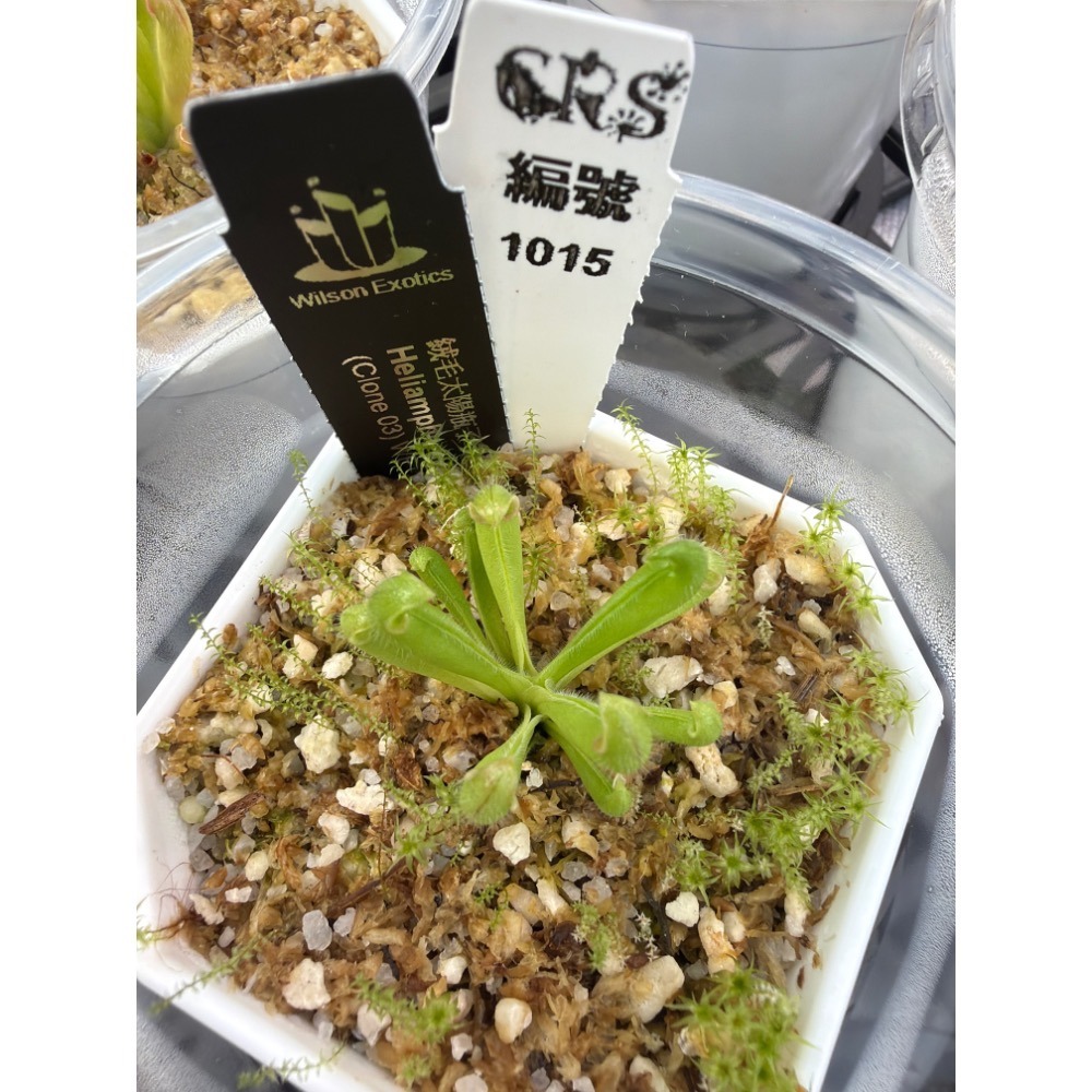 太陽瓶子草綜合賣場 含盆寄出 無附 似瓶 小太陽 美麗 披毛 太陽瓶子草 食蟲草 捕蟲植物 珍奇植物-規格圖4