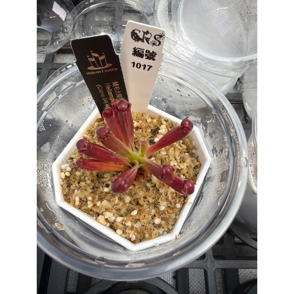 太陽瓶子草綜合賣場 含盆寄出 無附 似瓶 小太陽 美麗 披毛 太陽瓶子草 食蟲草 捕蟲植物 珍奇植物-規格圖4