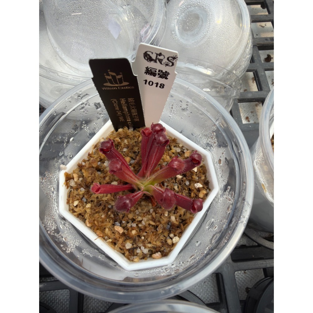 太陽瓶子草綜合賣場 含盆寄出 無附 似瓶 小太陽 美麗 披毛 太陽瓶子草 食蟲草 捕蟲植物 珍奇植物-規格圖4