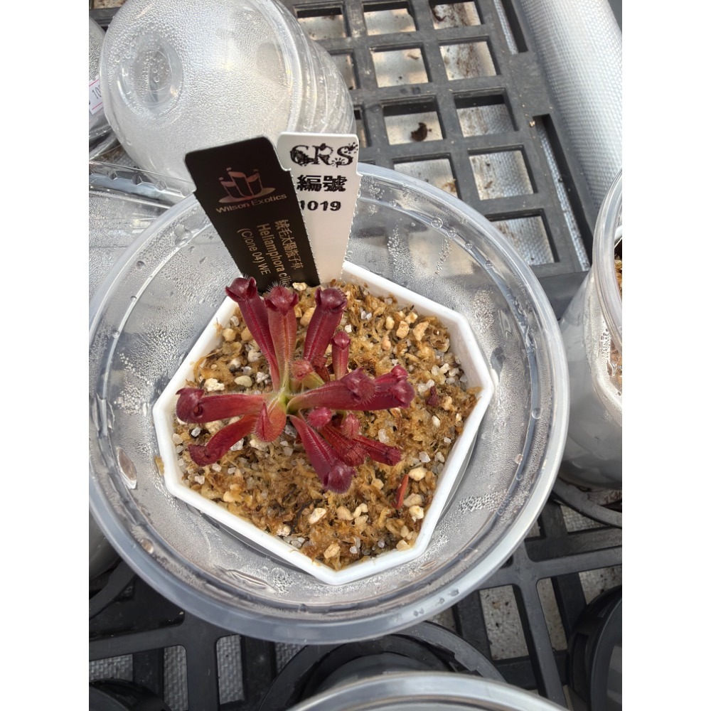 太陽瓶子草綜合賣場 含盆寄出 無附 似瓶 小太陽 美麗 披毛 太陽瓶子草 食蟲草 捕蟲植物 珍奇植物-規格圖4