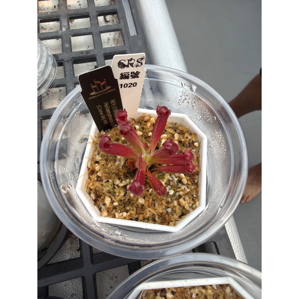 太陽瓶子草綜合賣場 含盆寄出 無附 似瓶 小太陽 美麗 披毛 太陽瓶子草 食蟲草 捕蟲植物 珍奇植物-規格圖4