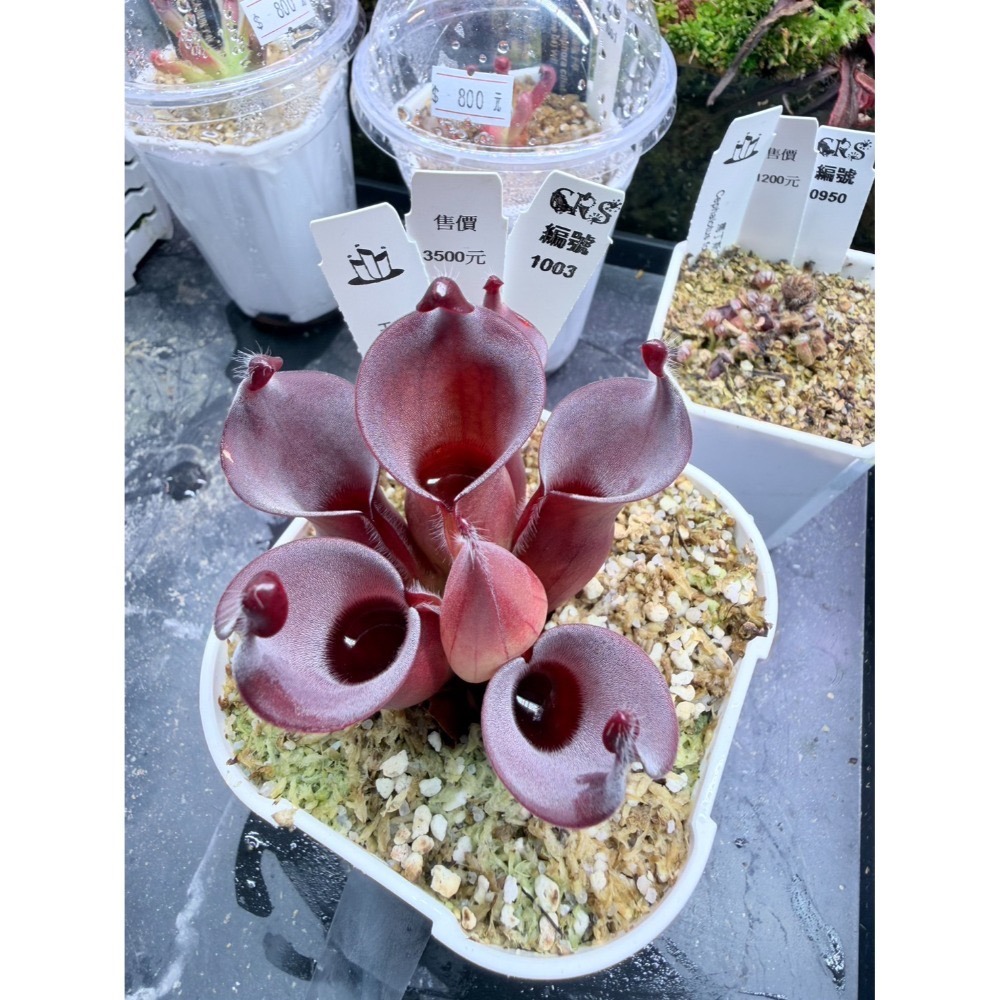 太陽瓶子草綜合賣場 含盆寄出 無附 似瓶 小太陽 美麗 披毛 太陽瓶子草 食蟲草 捕蟲植物 珍奇植物-規格圖4