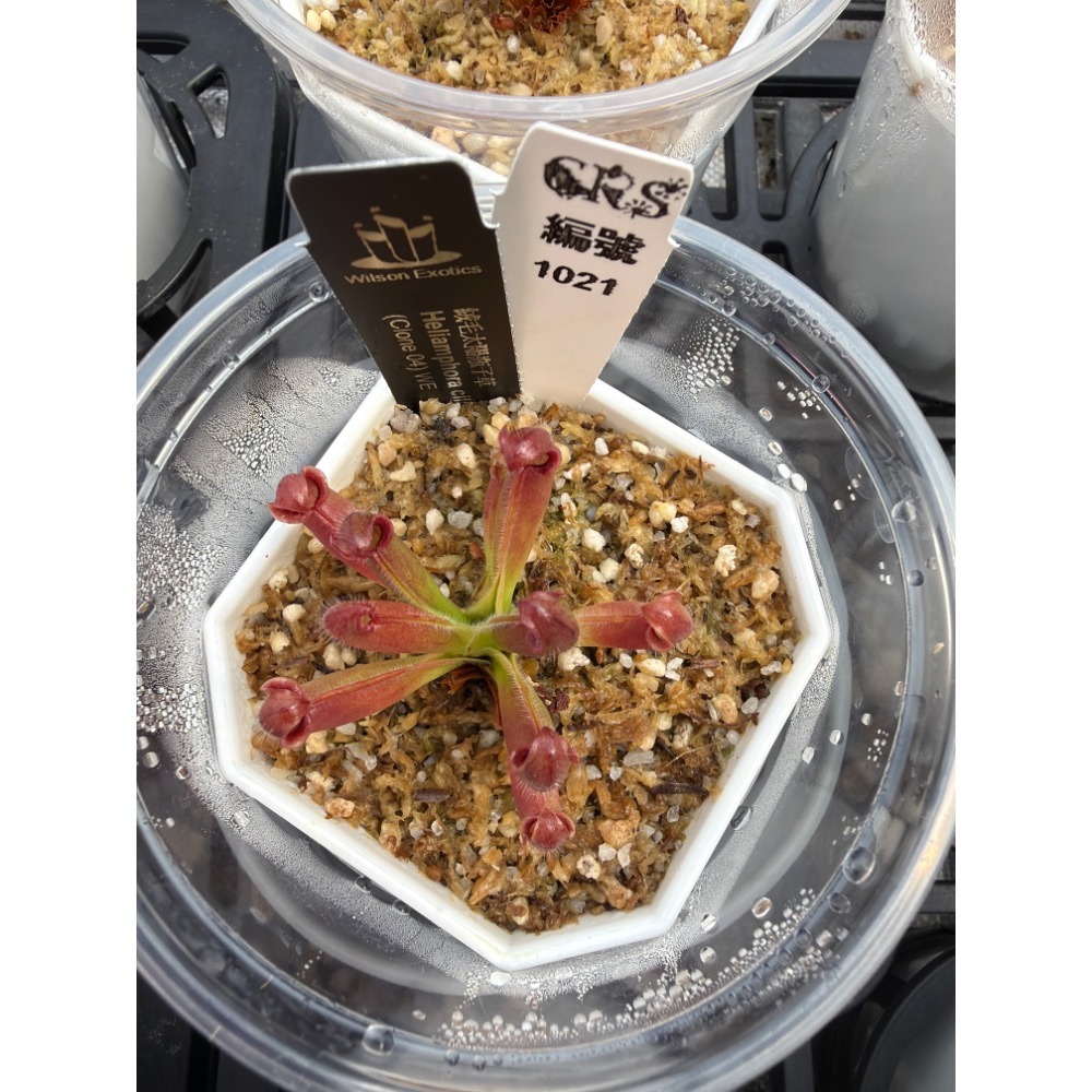 太陽瓶子草綜合賣場 含盆寄出 無附 似瓶 小太陽 美麗 披毛 太陽瓶子草 食蟲草 捕蟲植物 珍奇植物-規格圖4