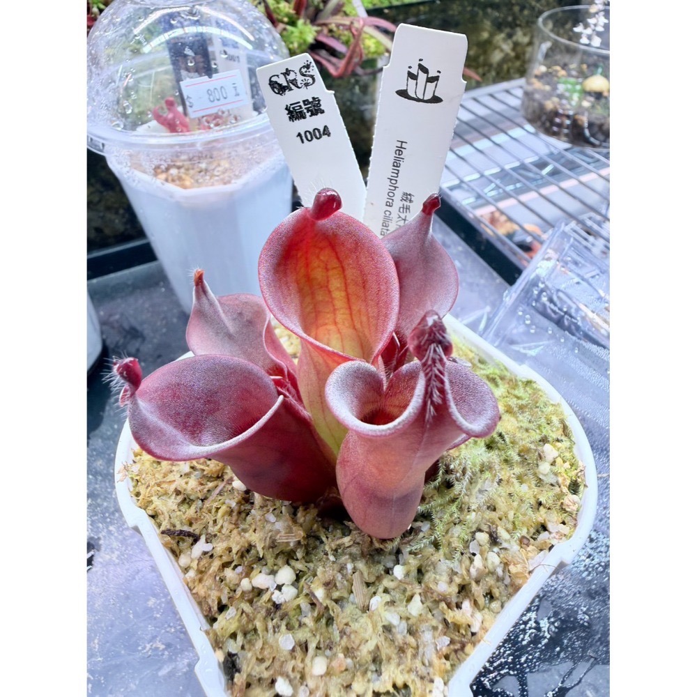 太陽瓶子草綜合賣場 含盆寄出 無附 似瓶 小太陽 美麗 披毛 太陽瓶子草 食蟲草 捕蟲植物 珍奇植物-規格圖4