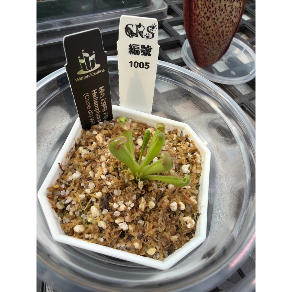 太陽瓶子草綜合賣場 含盆寄出 無附 似瓶 小太陽 美麗 披毛 太陽瓶子草 食蟲草 捕蟲植物 珍奇植物-規格圖4