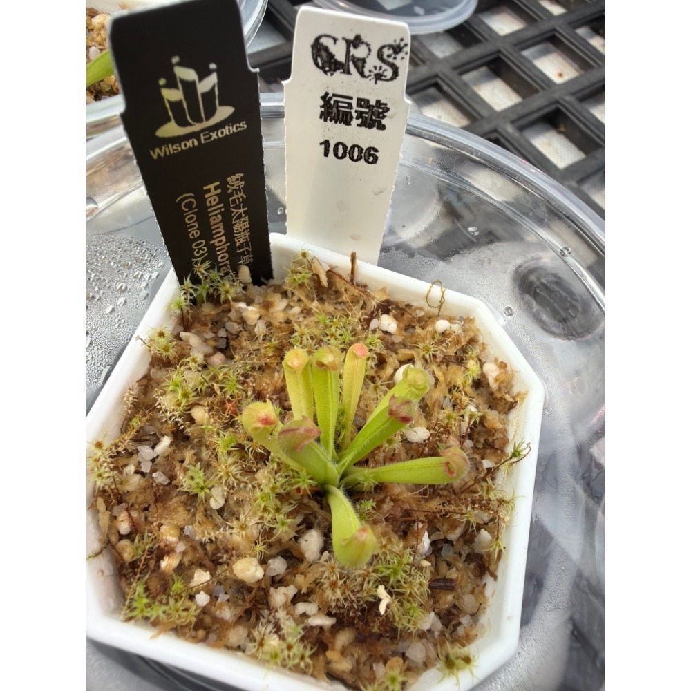 太陽瓶子草綜合賣場 含盆寄出 無附 似瓶 小太陽 美麗 披毛 太陽瓶子草 食蟲草 捕蟲植物 珍奇植物-規格圖4