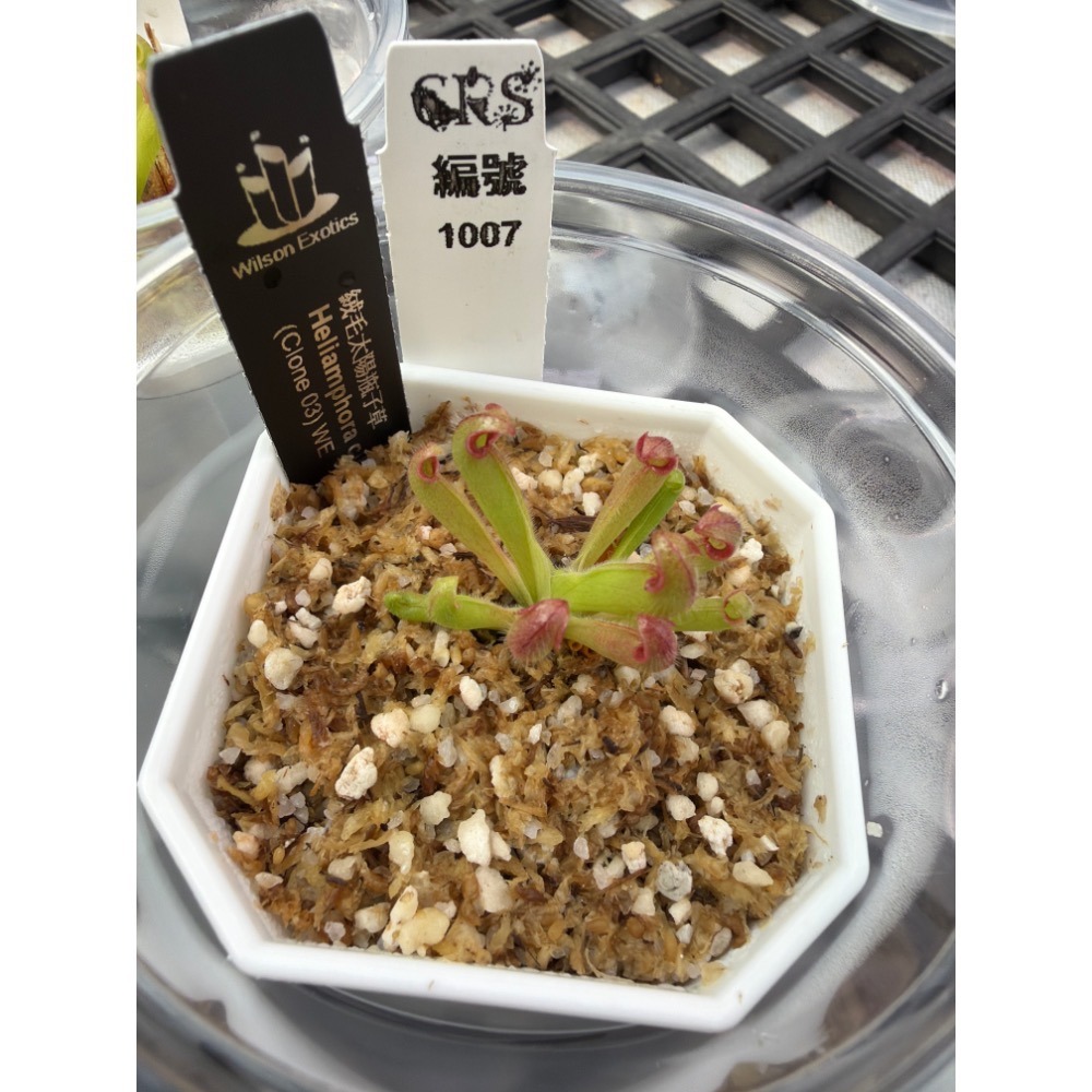 太陽瓶子草綜合賣場 含盆寄出 無附 似瓶 小太陽 美麗 披毛 太陽瓶子草 食蟲草 捕蟲植物 珍奇植物-規格圖4