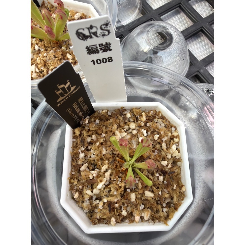 太陽瓶子草綜合賣場 含盆寄出 無附 似瓶 小太陽 美麗 披毛 太陽瓶子草 食蟲草 捕蟲植物 珍奇植物-規格圖4