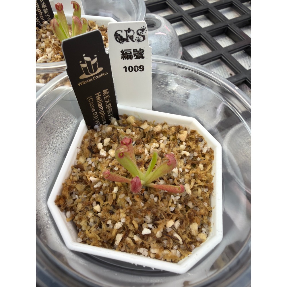 太陽瓶子草綜合賣場 含盆寄出 無附 似瓶 小太陽 美麗 披毛 太陽瓶子草 食蟲草 捕蟲植物 珍奇植物-規格圖4