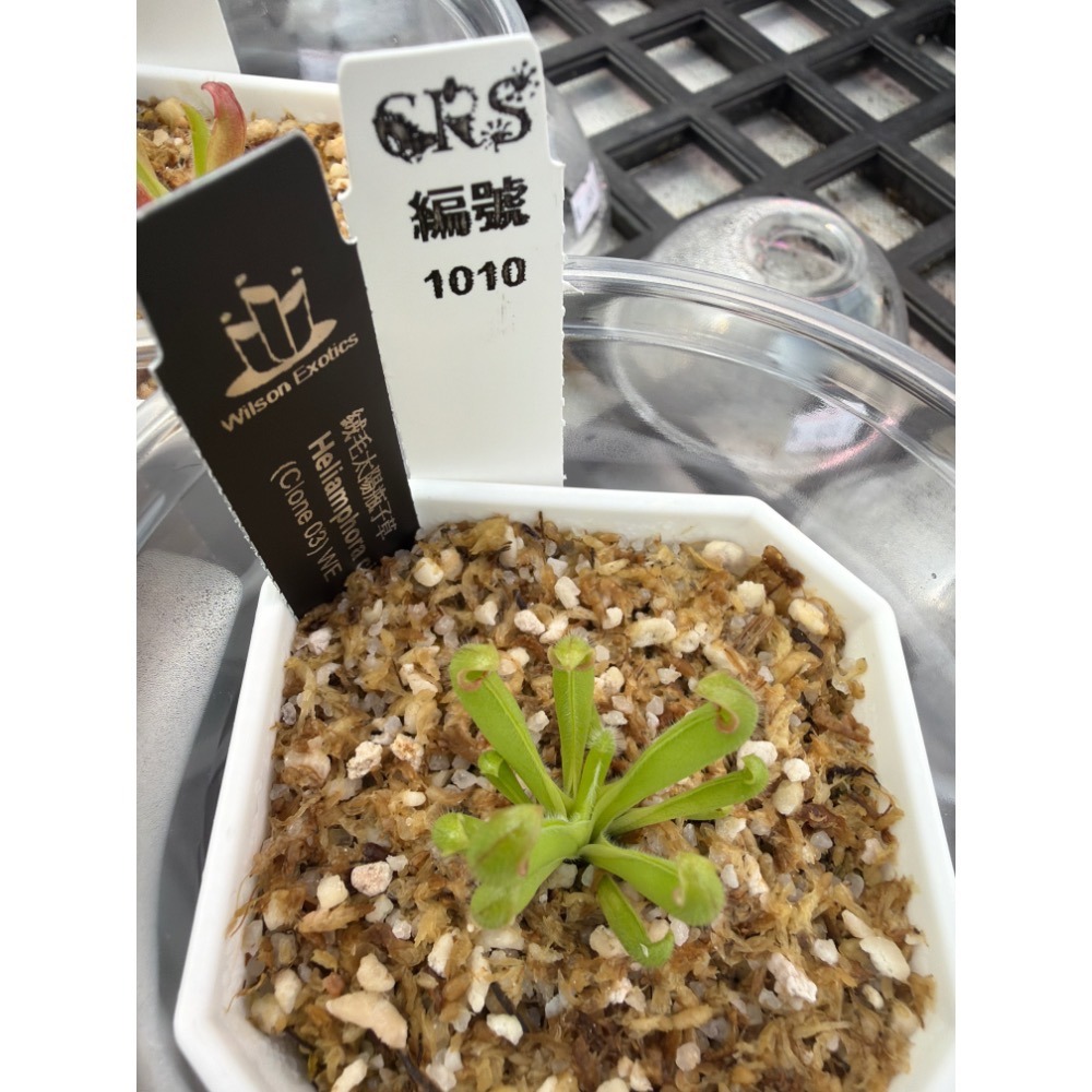 太陽瓶子草綜合賣場 含盆寄出 無附 似瓶 小太陽 美麗 披毛 太陽瓶子草 食蟲草 捕蟲植物 珍奇植物-規格圖4