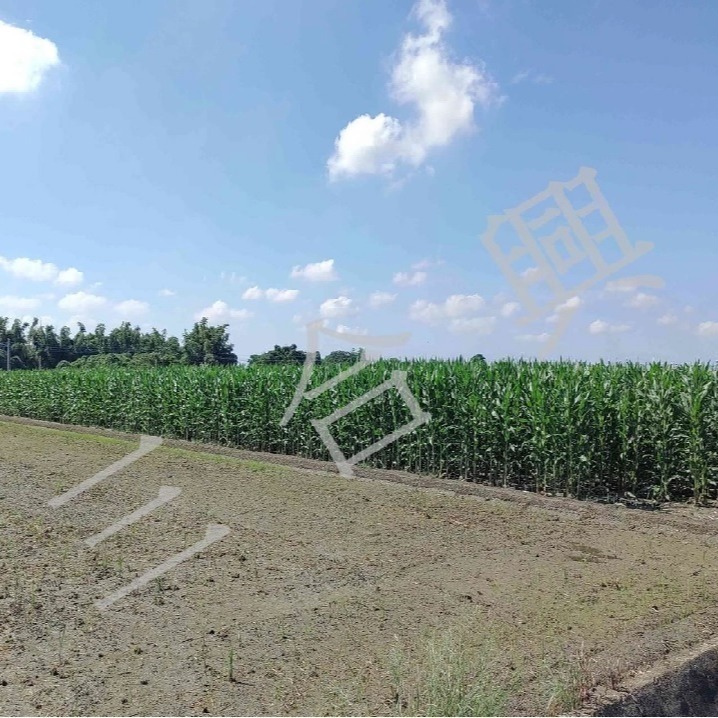 筍王 國產 帶殼 紅鬚玉米筍 非基改 無毒農法 中秋 烤肉 滷味 火鍋 團購 產地直購-細節圖2