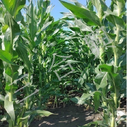 筍王 國產 帶殼 紅鬚玉米筍 非基改 無毒農法 中秋 烤肉 滷味 火鍋 團購 產地直購-細節圖3