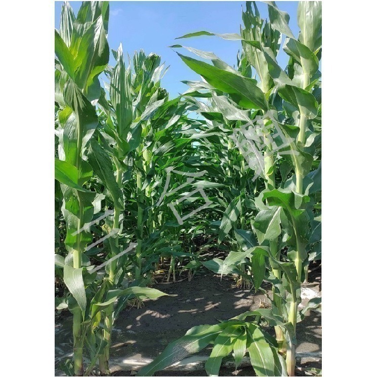 筍王 國產  剝殼玉米筍 紅鬚玉米筍-細節圖2