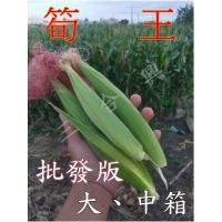 筍王 中大箱 紅鬚玉米筍 高品質國產  非基改