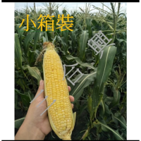 黃甜 玉米 非基改 無毒農法 友善環境 產地直購 小箱