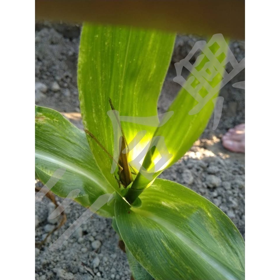 白龍王 北海道 水果玉米 非基改 產地直購-細節圖5