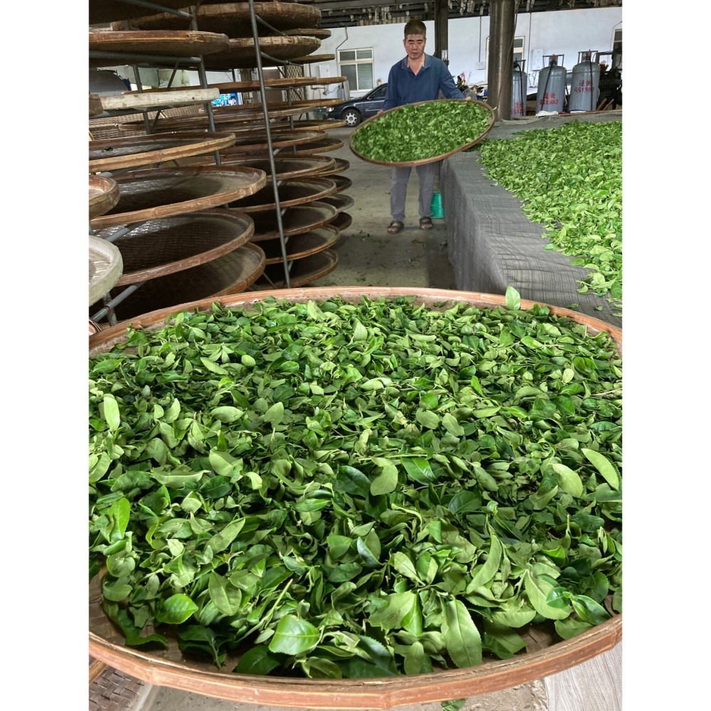 新元昌茶園｜茶包 3g 冷熱泡茶 綠茶 蜜香紅茶 紅烏龍茶-細節圖3