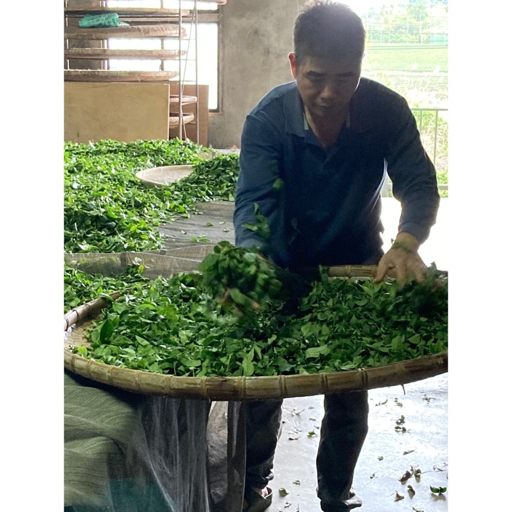 新元昌茶園｜紅烏龍茶 台東鹿野紅烏龍 鐵罐附提袋-細節圖6