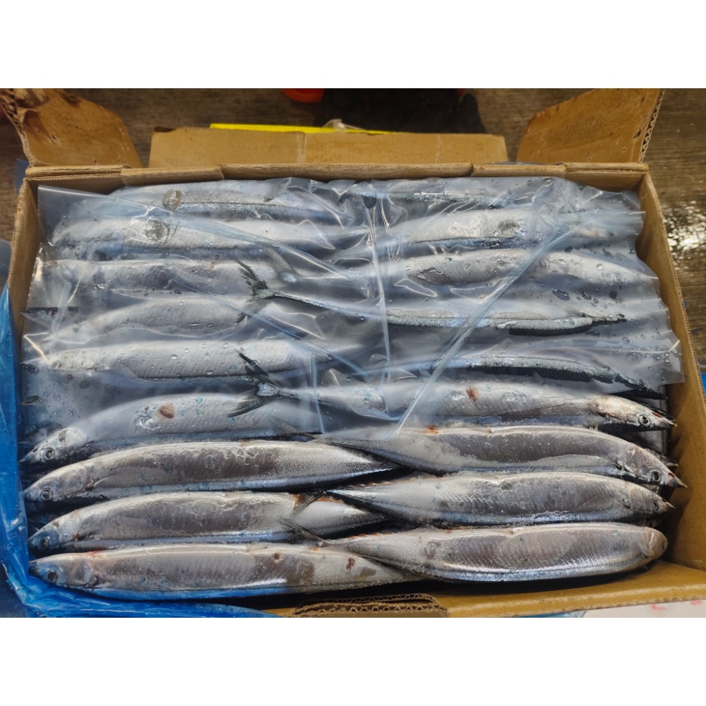 台灣 秋刀魚 整尾 10KG(含箱重)-規格圖2