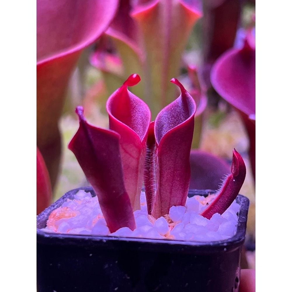 小太陽瓶子草Heliamphora minor (成熟瓶)-細節圖2