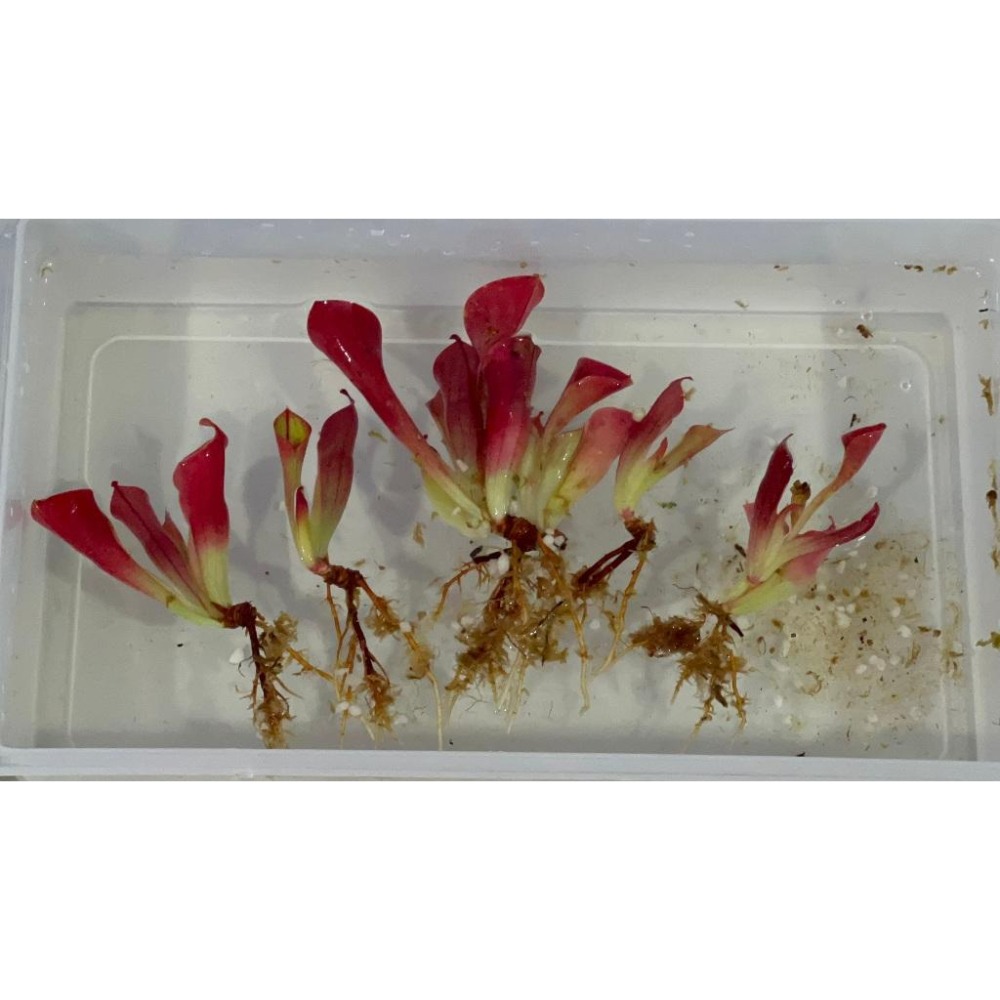 小太陽瓶子草Heliamphora minor (成熟瓶)-細節圖3