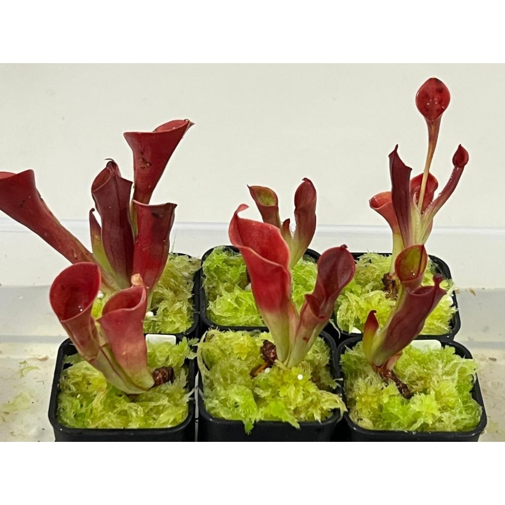 小太陽瓶子草Heliamphora minor (成熟瓶)-細節圖4