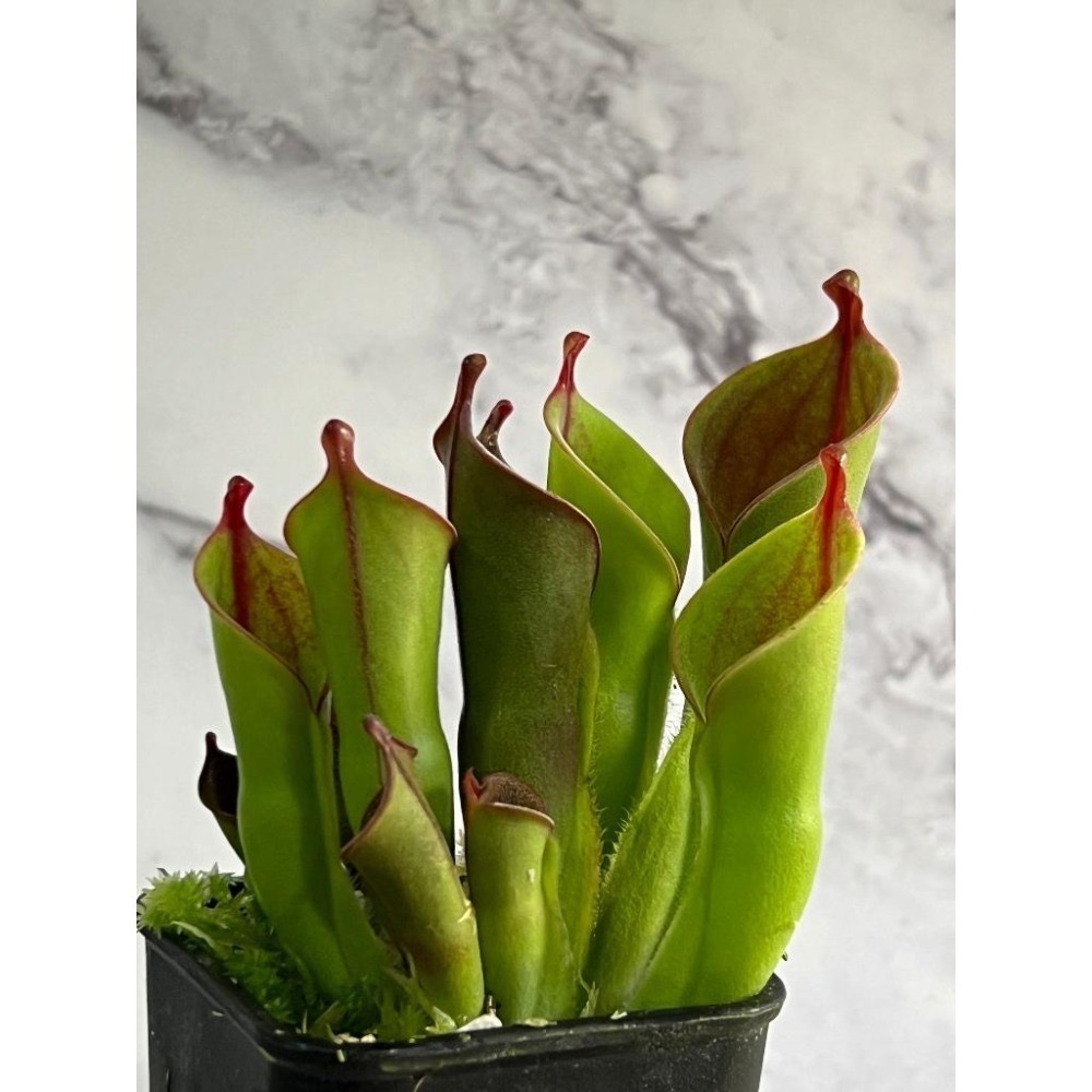 賣爆重新補貨之 虧本衝量之 小太陽瓶子草Heliamphora minor(幼年瓶)