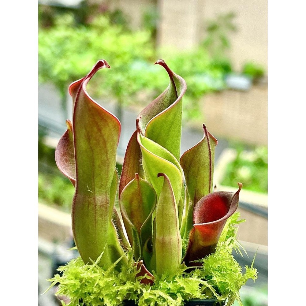 賣爆重新補貨之 虧本衝量之 小太陽瓶子草Heliamphora minor(幼年瓶)-細節圖2
