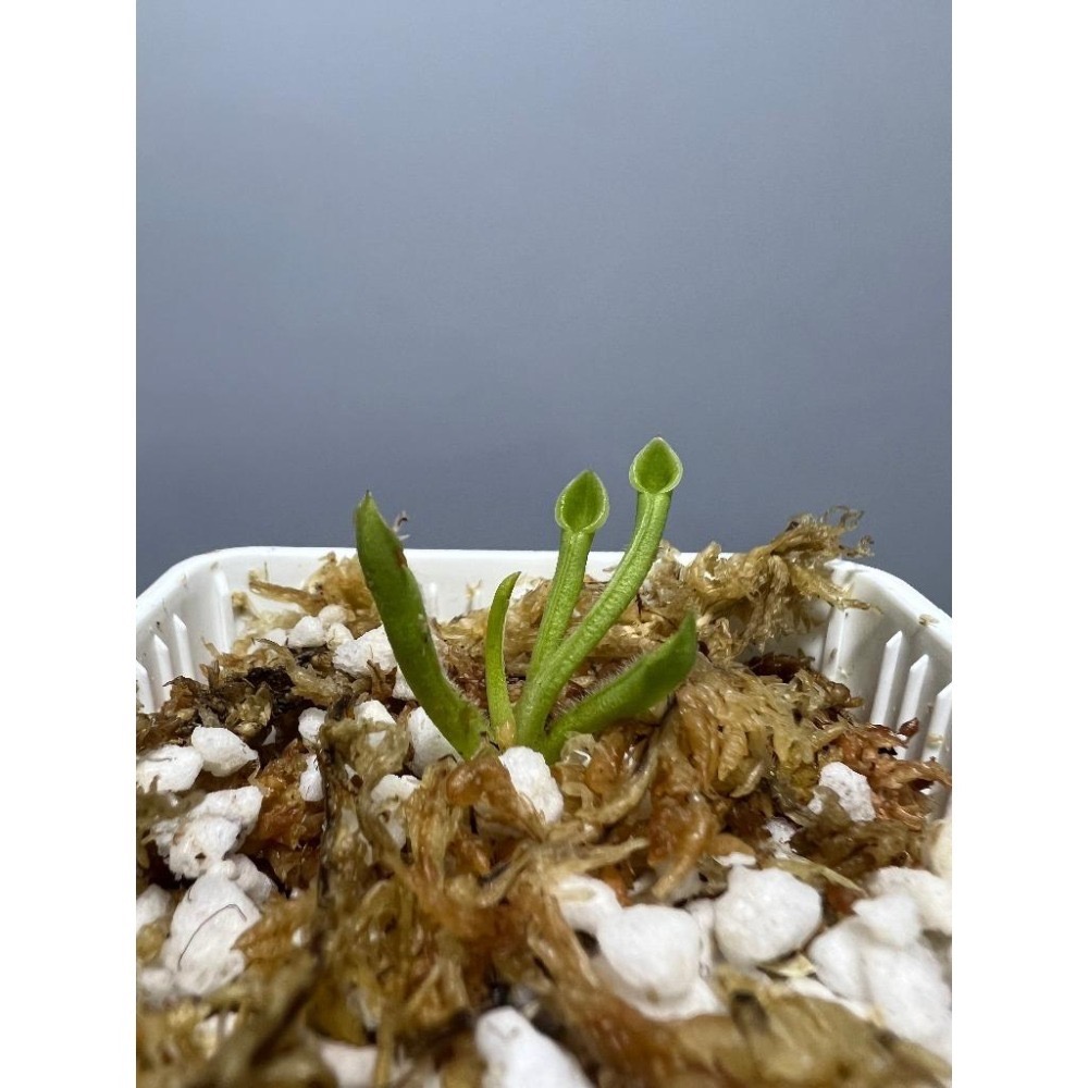 賣爆重新補貨之 虧本衝量之 小太陽瓶子草Heliamphora minor(幼年瓶)-細節圖3