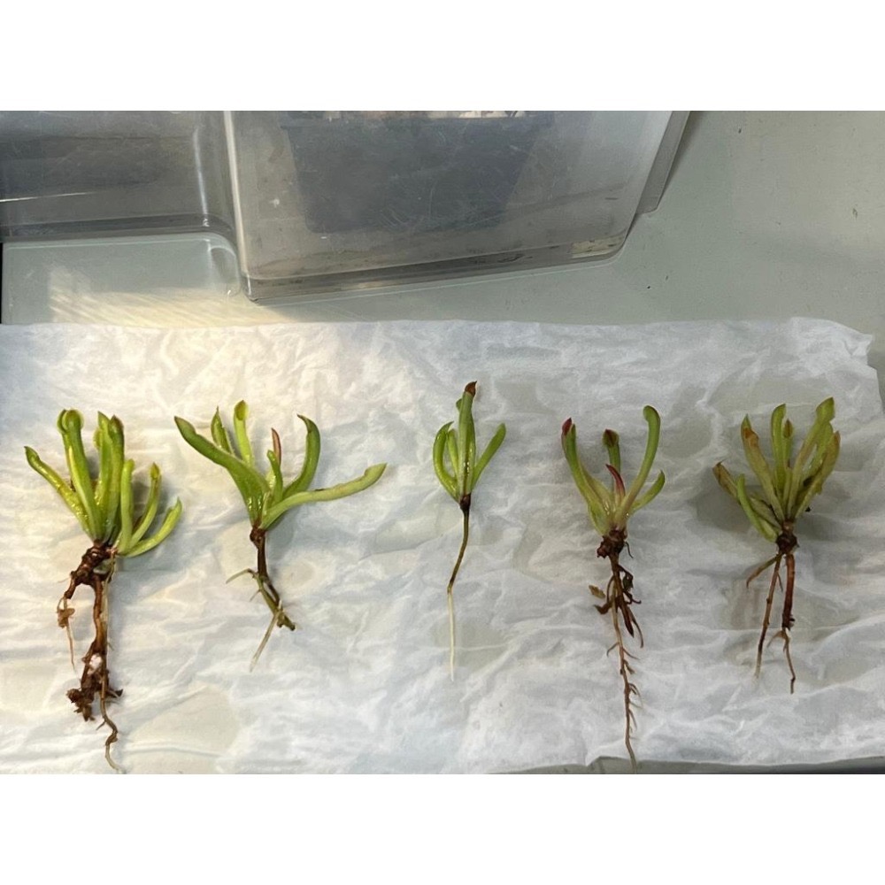 賣爆重新補貨之 虧本衝量之 小太陽瓶子草Heliamphora minor(幼年瓶)-細節圖4