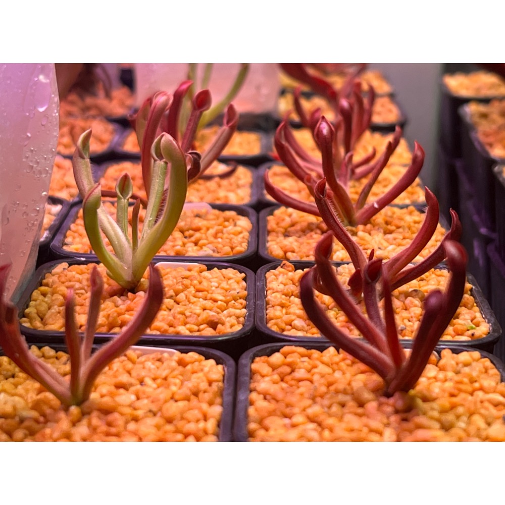 賣爆重新補貨之 虧本衝量之 小太陽瓶子草Heliamphora minor(幼年瓶)-幼年瓶