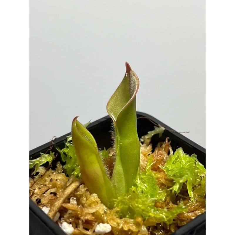 美麗太陽瓶子草Heliamphora pulchella （Churi tepui）