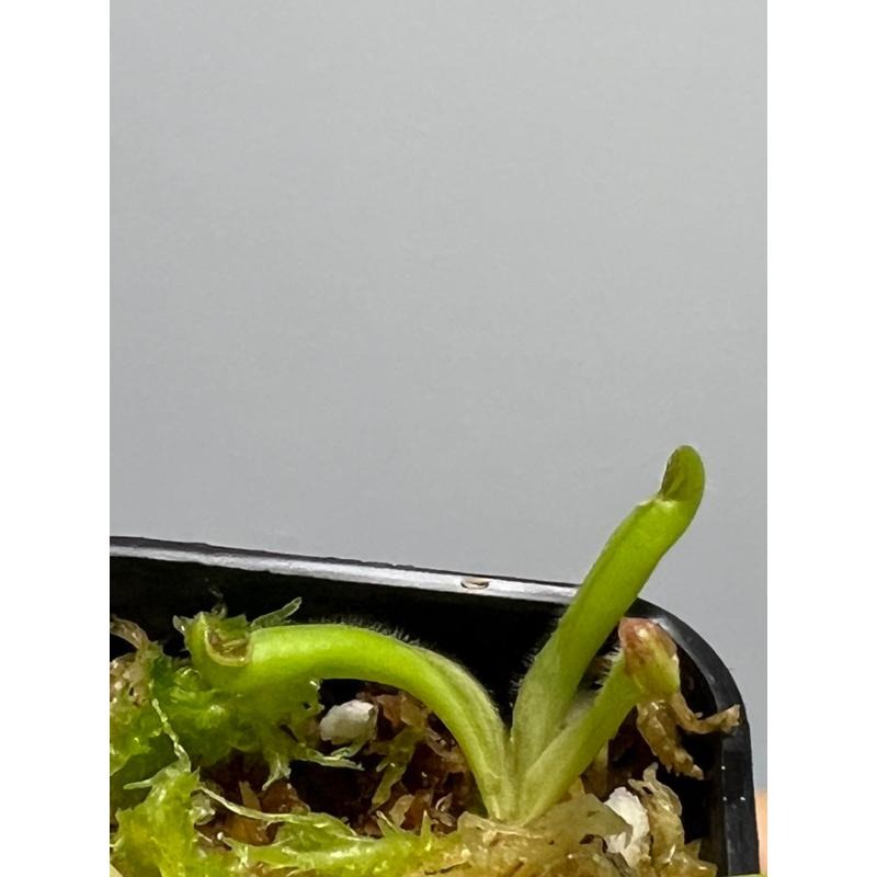 美麗太陽瓶子草Heliamphora pulchella （Churi tepui）-細節圖2