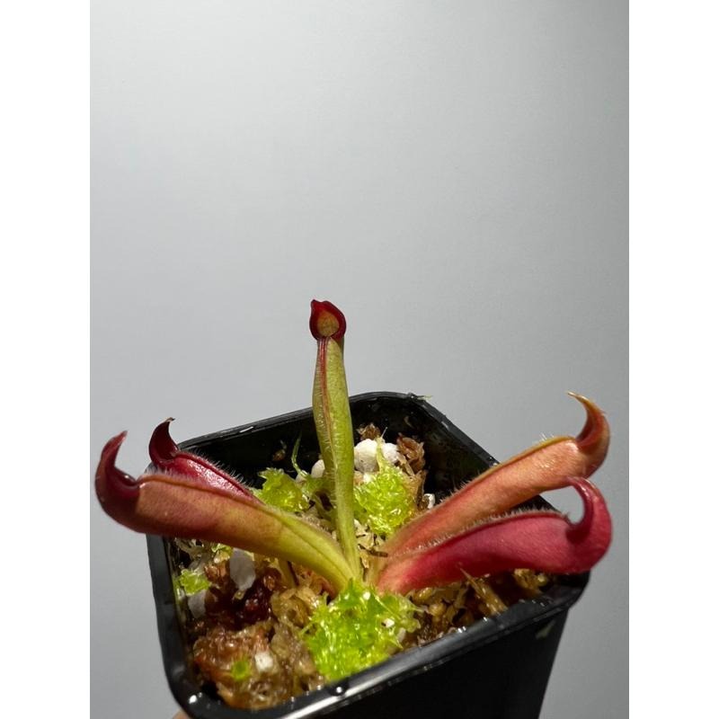 美麗太陽瓶子草Heliamphora pulchella （Churi tepui）-細節圖3